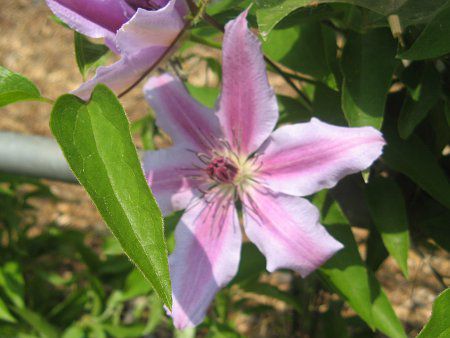 N}`X pat 'l[E[U['(C.pat. 'Nellyr Moser')