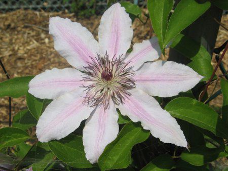 N}`X pat 'l[E[U['(C.pat. 'Nellyr Moser')