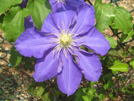 N}`X P/L 'U[EX^'(C.P/L 'Lasur Stern')