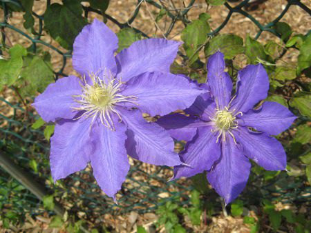 N}`X P/L 'U[EX^'(C.P/L 'Lasur Stern')