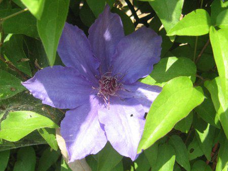 N}`X P/L 'UEvWfg'(C.P/L 'The President')