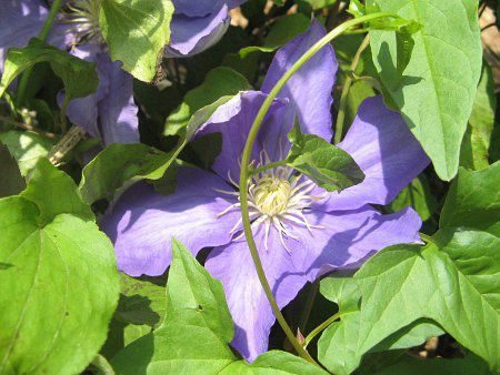 N}`X 'HEFEO'(C. 'HEFEYoung')