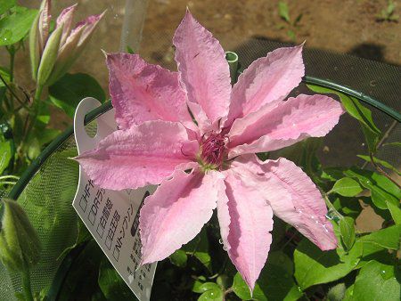 クレマチス Clematis かぎけんweb クレマチス Clematis かぎけんweb