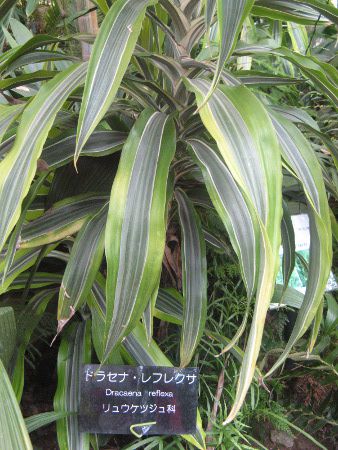 hZiEtNT(Dracaena reflexa)