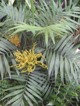 `hAEGKX(Chamaedorea elegans)