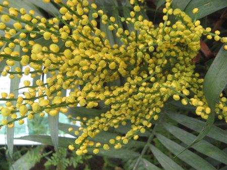 `hAEGKX(Chamaedorea elegans)