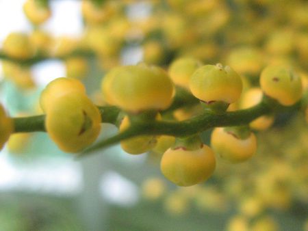 `hAEGKX(Chamaedorea elegans)