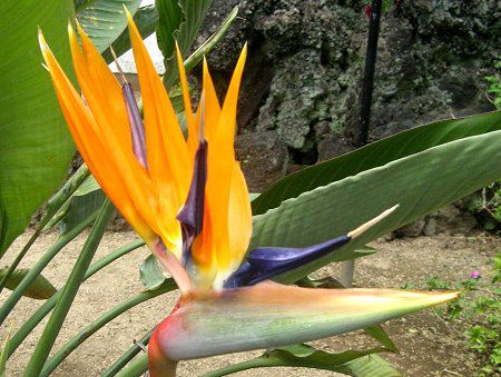 ストレリチア レギナエ Strelitzia Reginae かぎけん