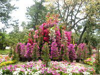 u[QrA(Bougainvillea)3