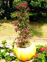 u[QrA(Bougainvillea)4