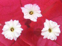 u[QrA(Bougainvillea)40