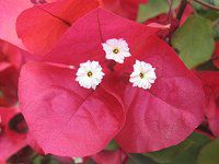 u[QrA(Bougainvillea)41