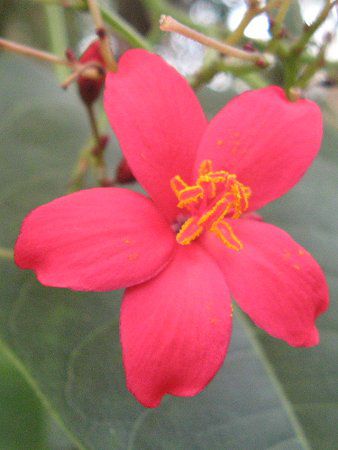 テイキンザクラ 超特大苗 開花株 ヤトロファ 熱帯花木 南洋桜 提琴桜