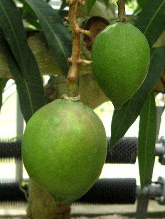 マンゴー Mango かぎけんweb マンゴー Mango かぎけんweb