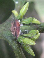 ArAR[q[(Arabian coffee)