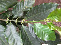 ArAR[q[(Arabian coffee)