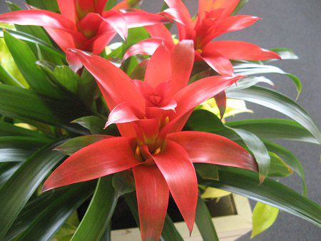 OY}jA(Guzmania)8