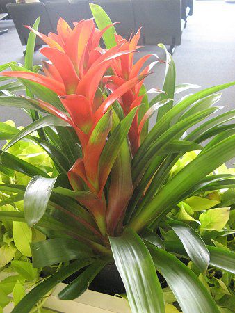 OY}jA(Guzmania)9