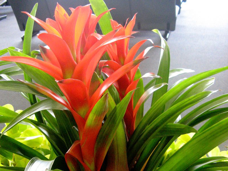OY}jA(Guzmania)