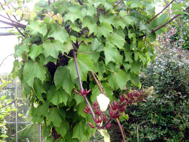 サンゴシトウ　珊瑚紫桐　梯梧　落葉樹 約1.5メートル サンゴシトウ 珊瑚紫桐 梯梧 落葉樹 約1.5メートル