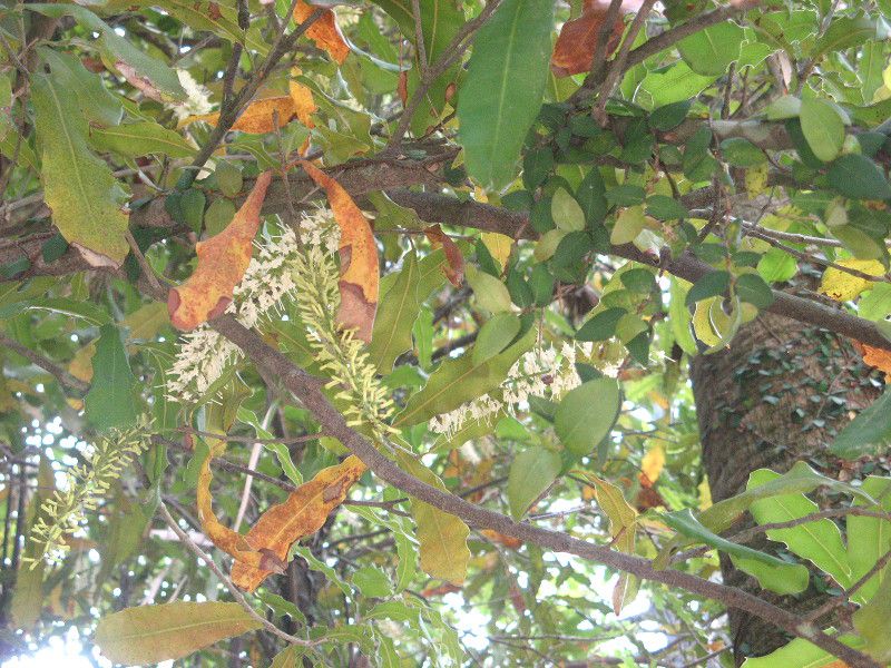 }Jf~Aibc(Macadamia nut)