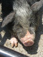 `Cj[YE|bgx[(Chinese potbelly)