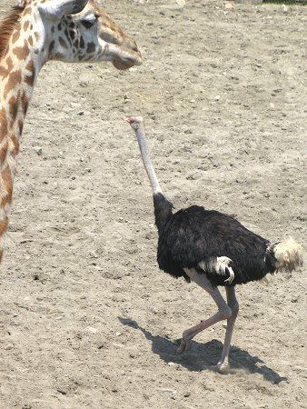 ダチョウ 駝鳥 かぎけんweb