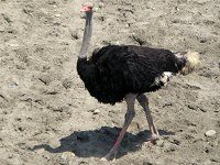 ダチョウ（駝鳥 ）：Common Ostrich - YouTube