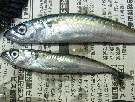 ゴマサバ（胡麻鯖）【かぎけんWEB】