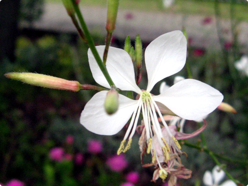 KE(Gaura)