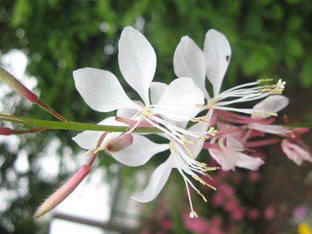 KE35(Gaura)