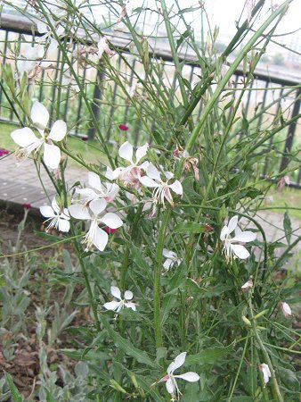 KE36(Gaura)