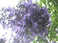 WJ_1(Jacaranda)