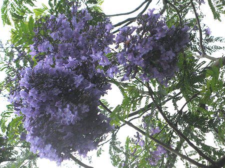 WJ_10(Jacaranda)