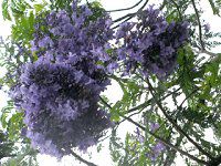 WJ_11(Jacaranda)