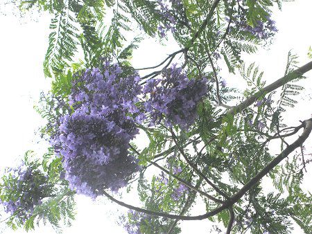 WJ_11(Jacaranda)