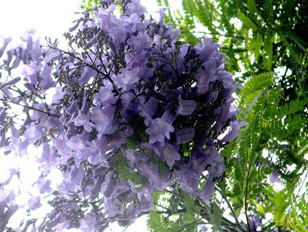 WJ_1(Jacaranda)