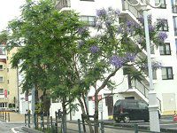 WJ_3(Jacaranda)
