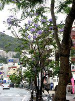 WJ_5(Jacaranda)