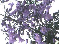 WJ_7(Jacaranda)
