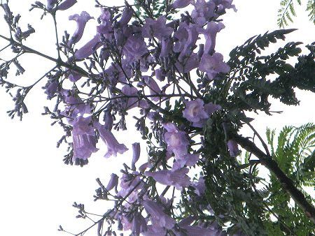 WJ_7(Jacaranda)