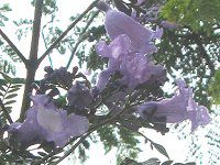 WJ_8(Jacaranda)