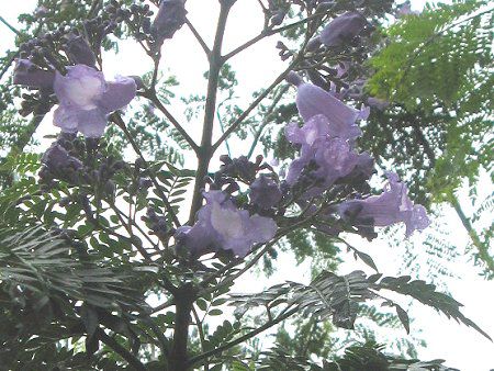 WJ_8(Jacaranda)