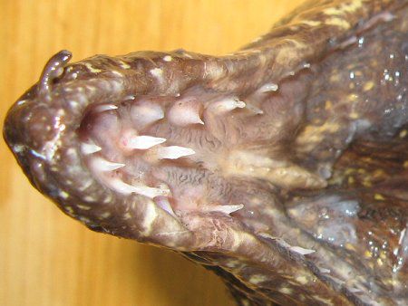 ウツボ 打保 かぎけんweb ウツボ 打保 かぎけんweb
