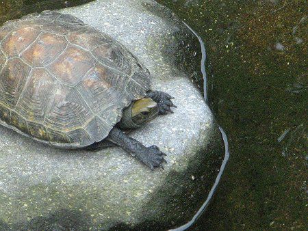 ニホンイシガメ 日本石亀 かぎけんweb