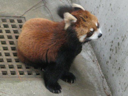 シセンレッサーパンダ 四川lesser Panda かぎけんweb