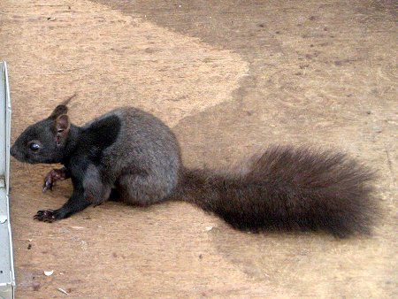 キタリス 北栗鼠 かぎけんweb キタリス 北栗鼠 かぎけんweb