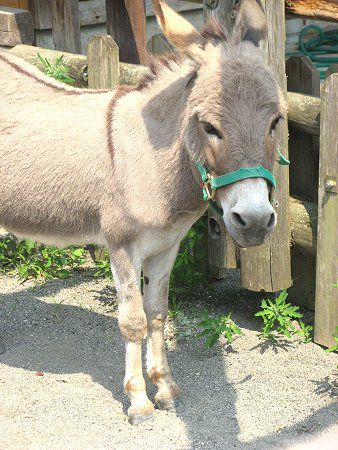 ロバ 驢馬 かぎけんweb