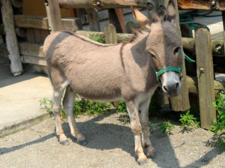 ロバ 驢馬 かぎけんweb