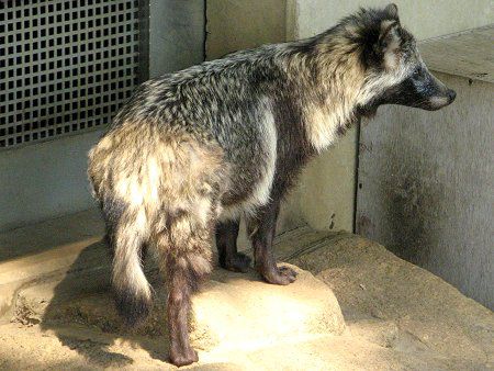 ホンドタヌキ 本土狸 かぎけんweb